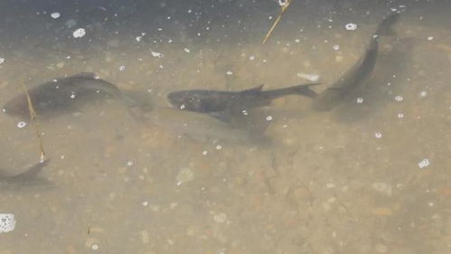 鞏留縣舉行2025年漁業(yè)資源增殖放流活動(dòng) 助力生態(tài)保護(hù)與產(chǎn)業(yè)發(fā)展