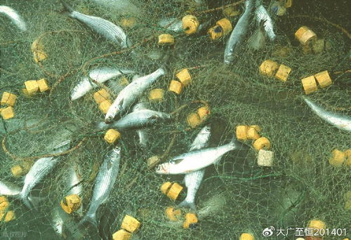 AquaTech 2026 馬來(lái)西亞漁業(yè)展覽會(huì) 領(lǐng)航漁業(yè)新紀(jì)元，驅(qū)動(dòng)畜牧漁業(yè)飼料銷售創(chuàng)新