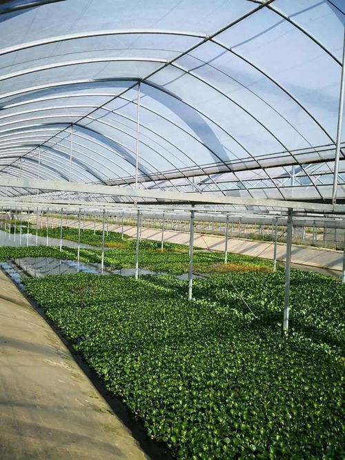 阿喜和他的金湖塘 飼料銷售鋪就小康路